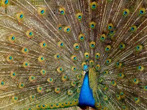 peacock-536478_1280
