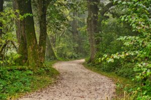 Path in woods